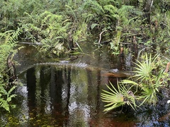 Alligator mississippiensis