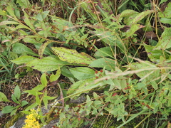 Solidago glomerata