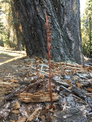 Pterospora andromedea