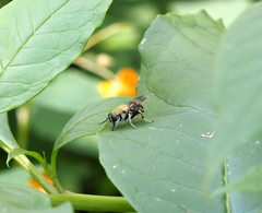 Pterallastes thoracicus
