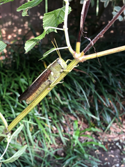 Schistocerca obscura