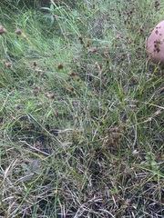 Rhynchospora capitellata