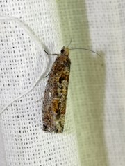 Epinotia maculana