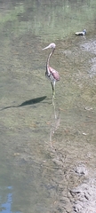 Egretta tricolor
