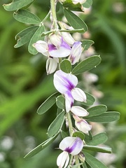 Lespedeza cuneata