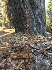 Pterospora andromedea