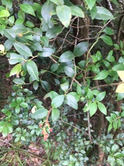 Vaccinium bracteatum
