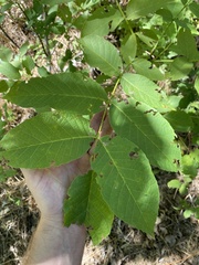 Juglans