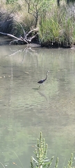 Egretta tricolor