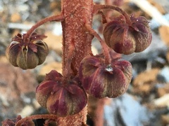 Pterospora andromedea