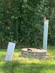 Pipilo erythrophthalmus