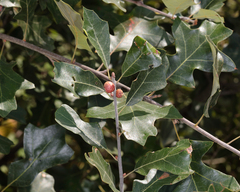 Kokkocynips imbricariae