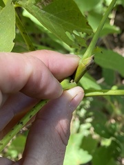 Juglans