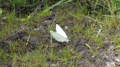 Pieris oleracea