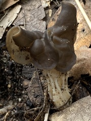 Helvella vespertina