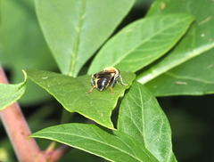 Pterallastes thoracicus