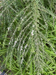 Lespedeza cuneata