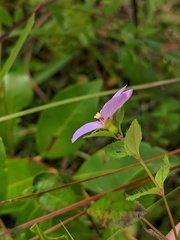 Rhexia petiolata