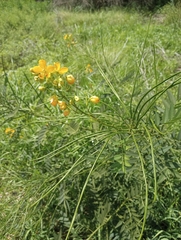 Senna hirsuta