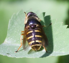 Sericomyia chalcopyga