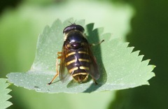 Sericomyia chalcopyga