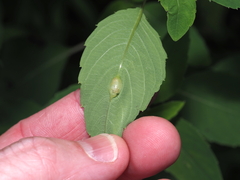 Neolasioptera impatientifolia