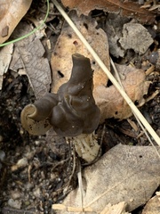 Helvella vespertina