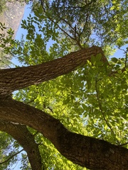 Juglans