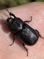 Hemiphileurus illatus