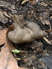 Helvella vespertina