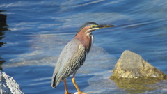 Butorides virescens