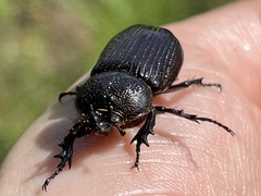 Hemiphileurus illatus