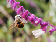 Xylocopa tabaniformis azteca