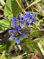 Gentiana parryi