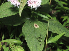 Calycomyza flavinotum