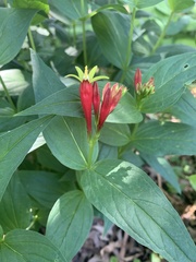 Spigelia marilandica
