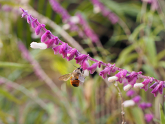 Xylocopa tabaniformis azteca