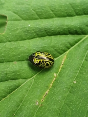 Calligrapha pantherina