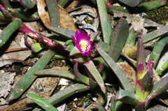 Carpobrotus modestus