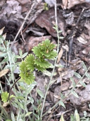 Euphrasia subarctica