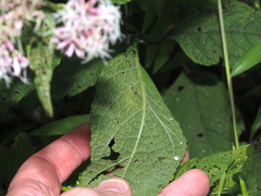 Calycomyza flavinotum