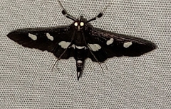 Desmia funeralis