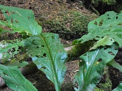 Lysichiton americanus