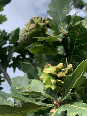 Andricus quercuscalicis