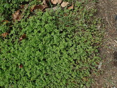 Erodium cicutarium