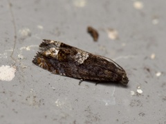 Eucosma