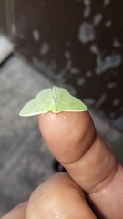 Synchlora