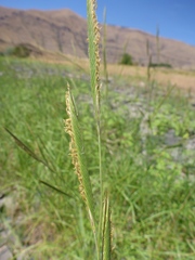 Sporobolus michauxianus