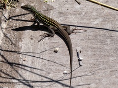 Aspidoscelis neomexicanus