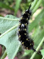 Apatelodes pudefacta